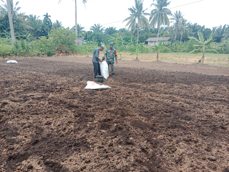 Babinsa Sertu Mahyudin Dampingi Petani Bayam di Kelurahan Purnama, Dukung Ketahanan Pangan