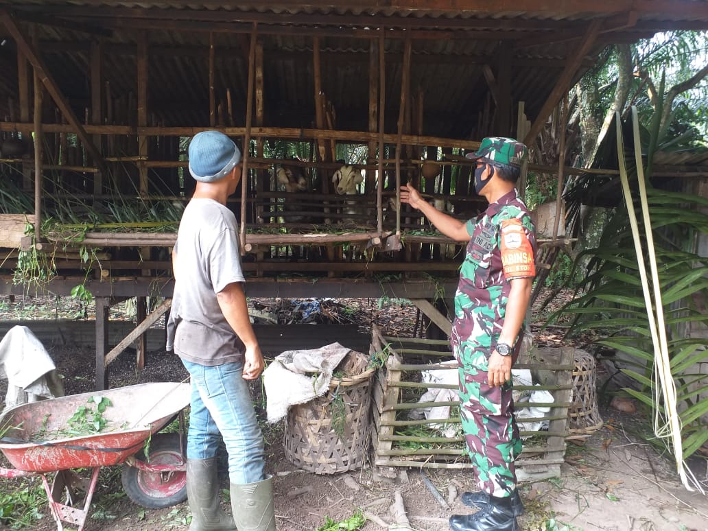 Koramil 01 Laksanakan Pengecekan Terhadap Hewan Ternak