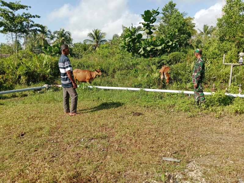 Sertu Muzainudin Laksanakan Pengecekan Kesehatan Hewan Ternak