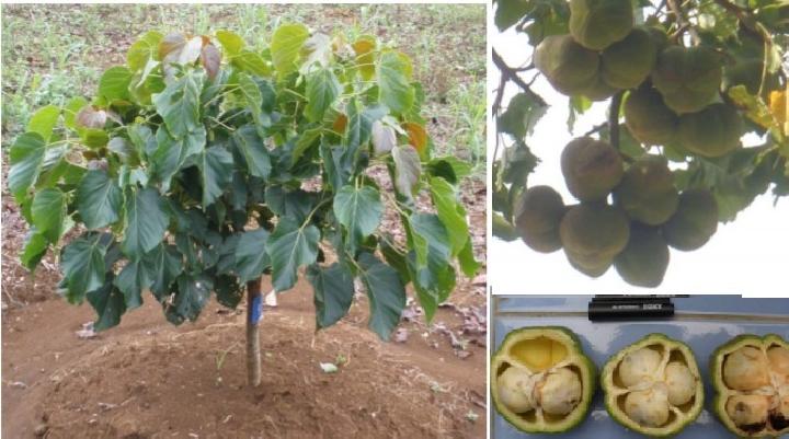 Kemiri Sunan, Pohon Racun Pesaing Sawit untuk Biodiesel