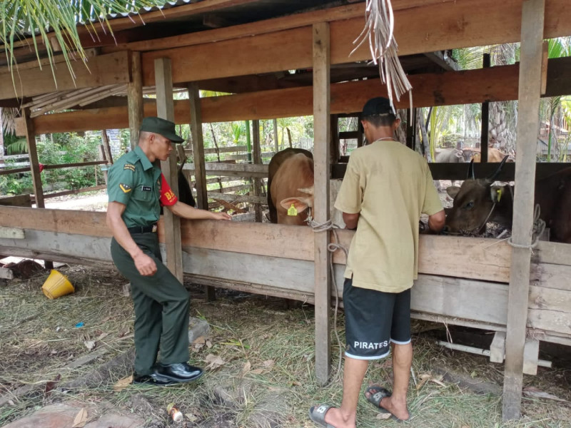 Aktifitas Rutin Serda CJ Silalahi Dalam Rangka Cegah PMK