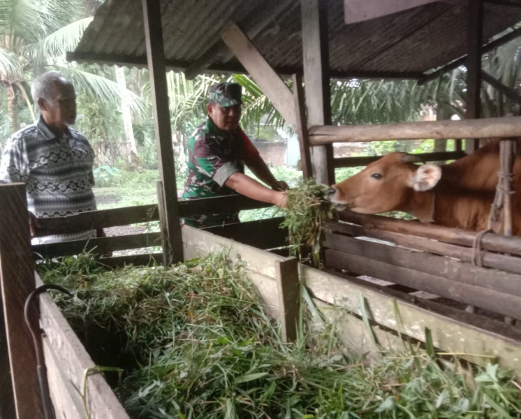 Pendampingan Peternak Kambing oleh Babinsa Koramil 01/Dumai di Kelurahan Dumai Kota