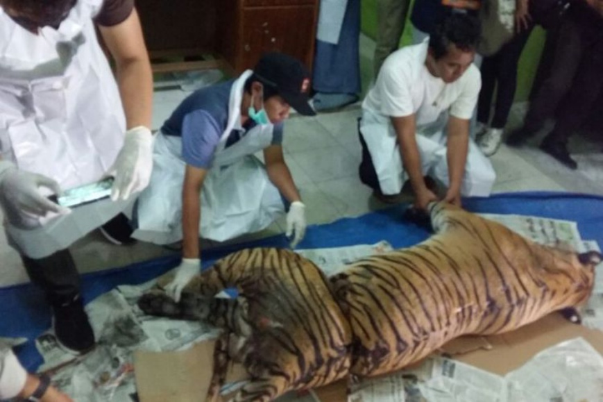 BBKSDA Riau Selidiki Harimau Sumatera yang Mati Terjerat