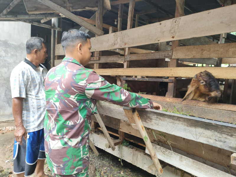 Babinsa Sertu Sutarno Gencarkan Sosialisasi Pencegahan PMK di Dumai Timur