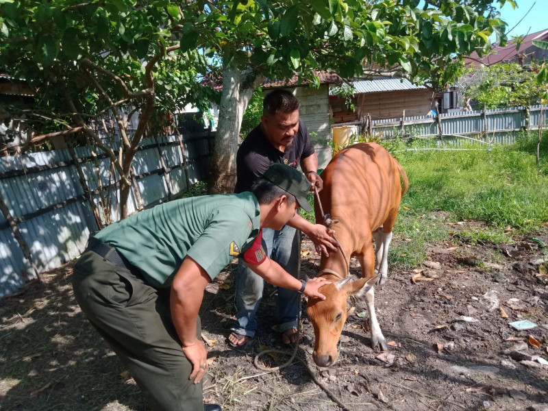 Pelaksanaan Giat Bebas PMK Dilaksanakan Oleh Serda K Sinaga