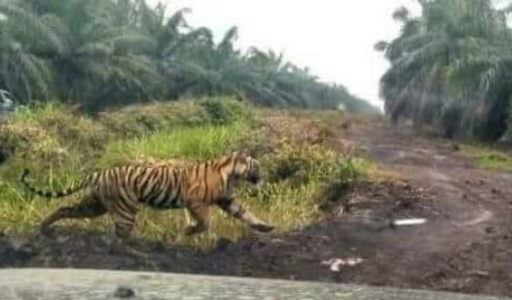 BBKSDA Riau Minta Bantuan Kepada Sniper untuk Lumpuhkan Harimau di Pelangiran