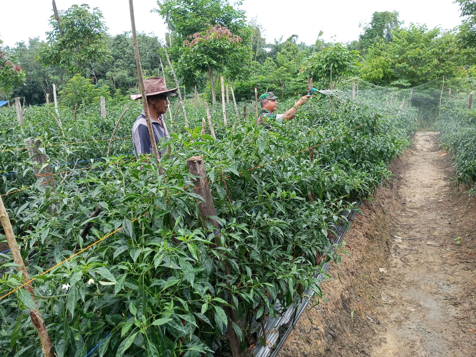 Serma Zul Efendi Dampingi Petani Cabe dan Sosialisasikan Pencegahan Karhutla