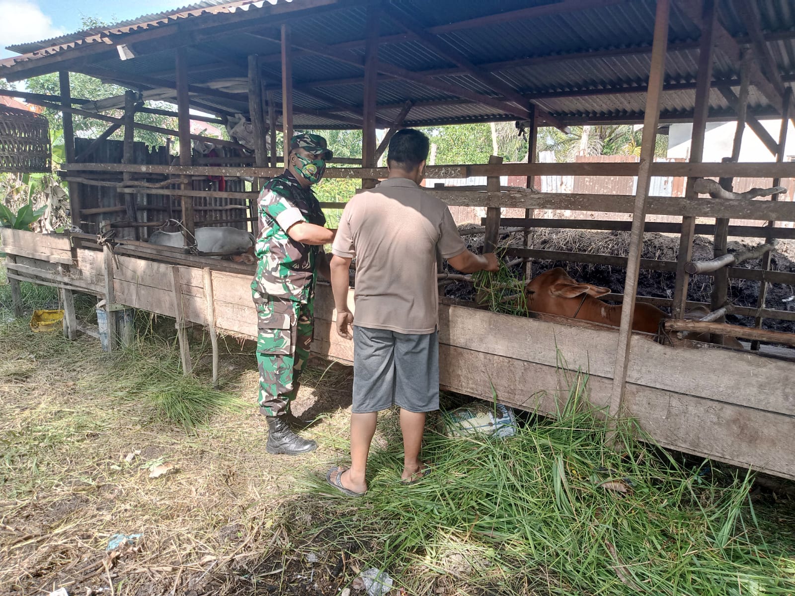 Cegah PMK, Serda Ahmad Junaidi Melakukan Sosialisasi