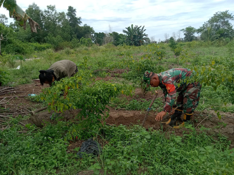 Serka Suandi Dampingi Petani Cabe dan Sawi