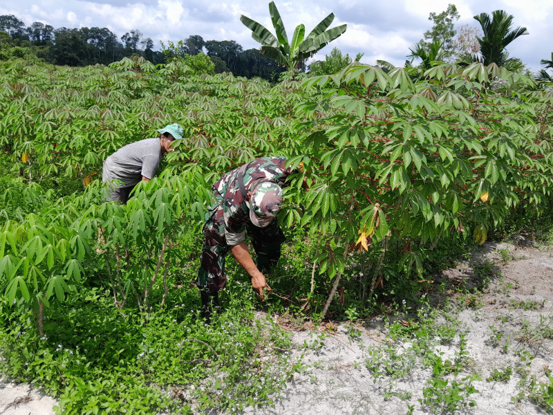 Serma Fahrizal Purba Berikan Pendampingan Kepada Petani Singkong