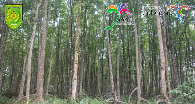 Eksotisnya Hutan Mangrove di Kabupaten Inhil