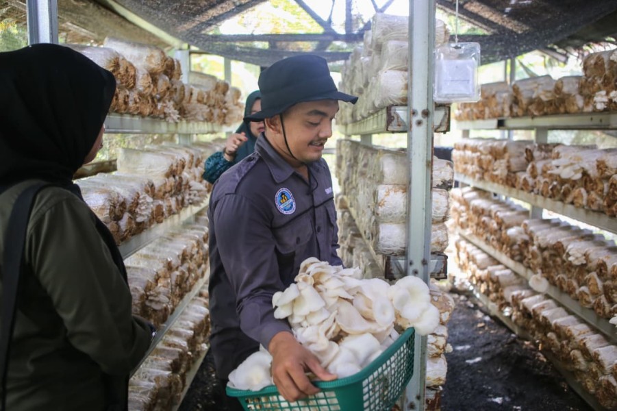 Usaha Jamur menjanjikan, Wirausahawan Sungai Sembilan Harapkan Dukungan Pemerintah Kota Dumai