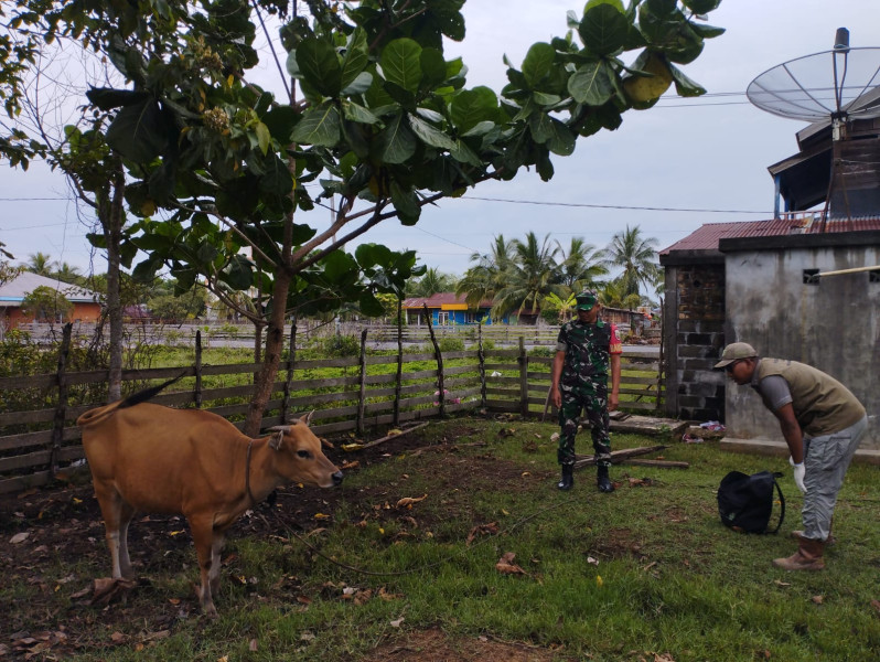 Pengecekan Hewan Ternak Oleh Serka Eri Efrianto