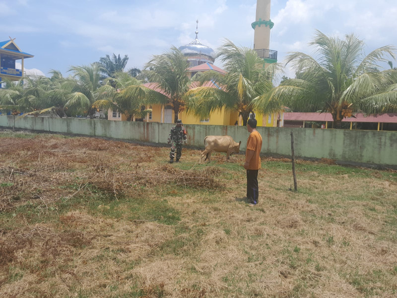 Babinsa Cek Kesehatan Hewan Ternak di Wilayahnya