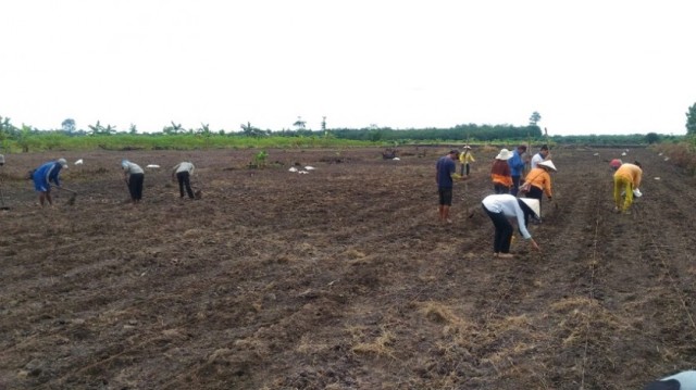 BPTP Riau Tanam Jagung di Lahan Terlantar