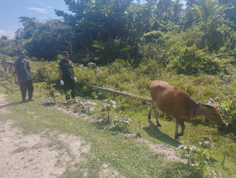 Semangat Serka Eri Efrianto Dalam Mencegah Penyebaran Virus PMK