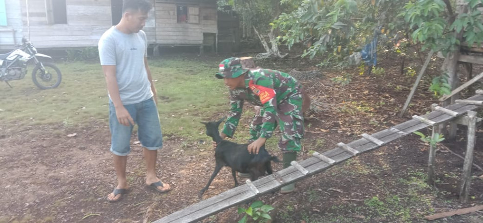 Serda Edi Saputra Laksanakan Pengecekan Kesehatan Hewan Ternak