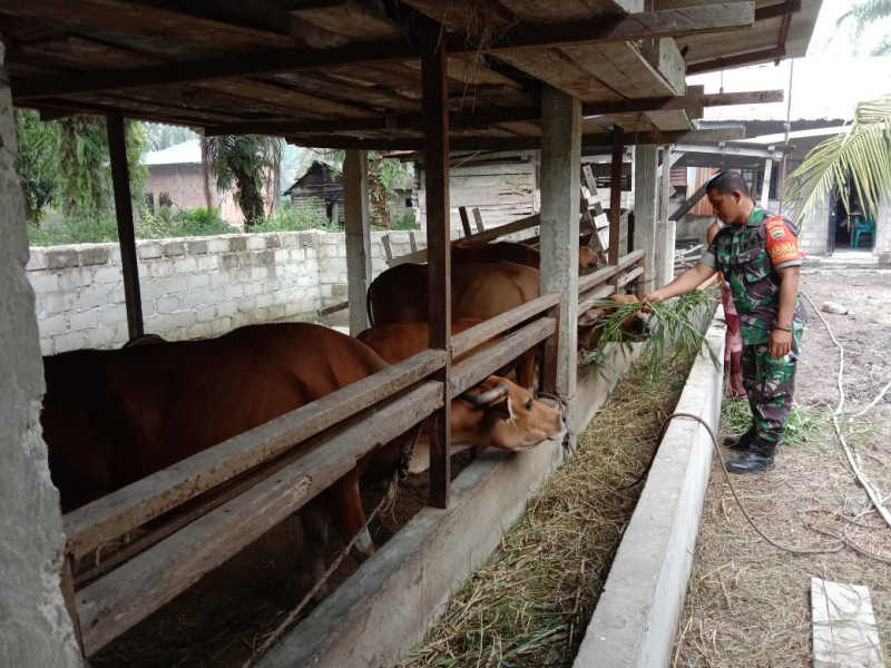 Babinsa Sertu Jainal Arifin Cek Kesehatan Hewan Ternak