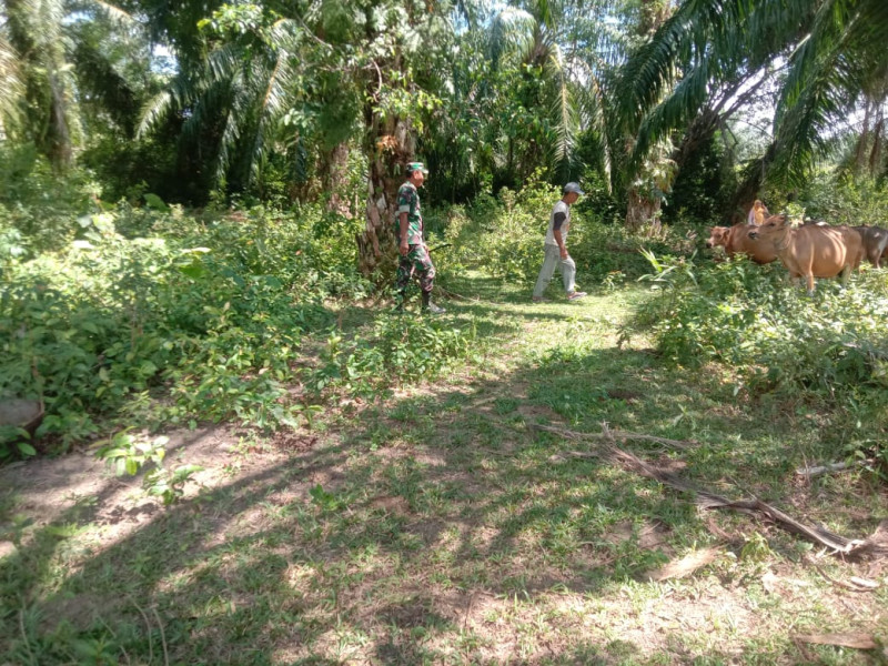 Serda Ramli Laksanakan Giat Cegah PMK