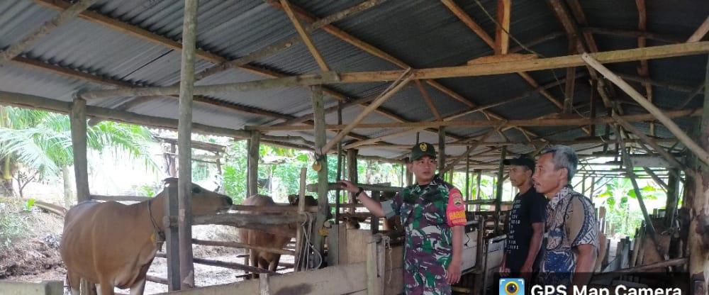 Usaha Pencegahan PMK, Serda Jum'at Desmanto Laksanakan Sosialisasi