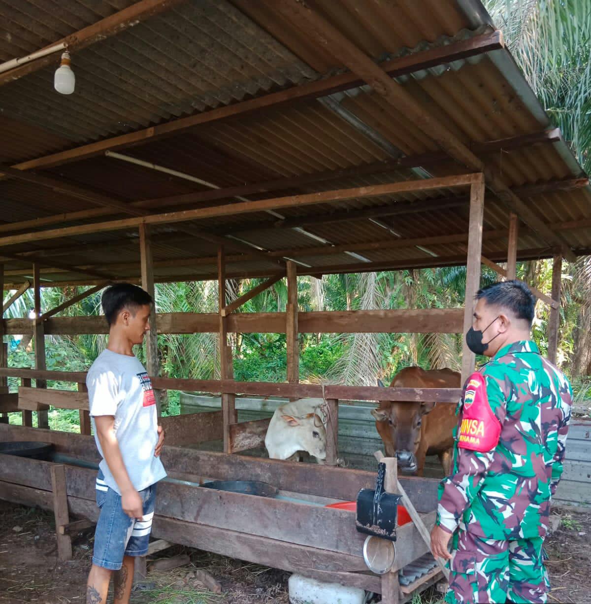 Babinsa Kelurahan Purnama Cek Kondisi Peternakan, Cegah PMK