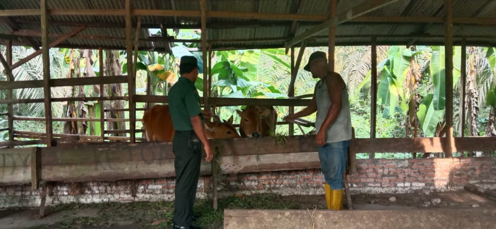 Antisipasi PMK Terus Dilaksanakan Oleh Babinsa Koramil 06 Merbau