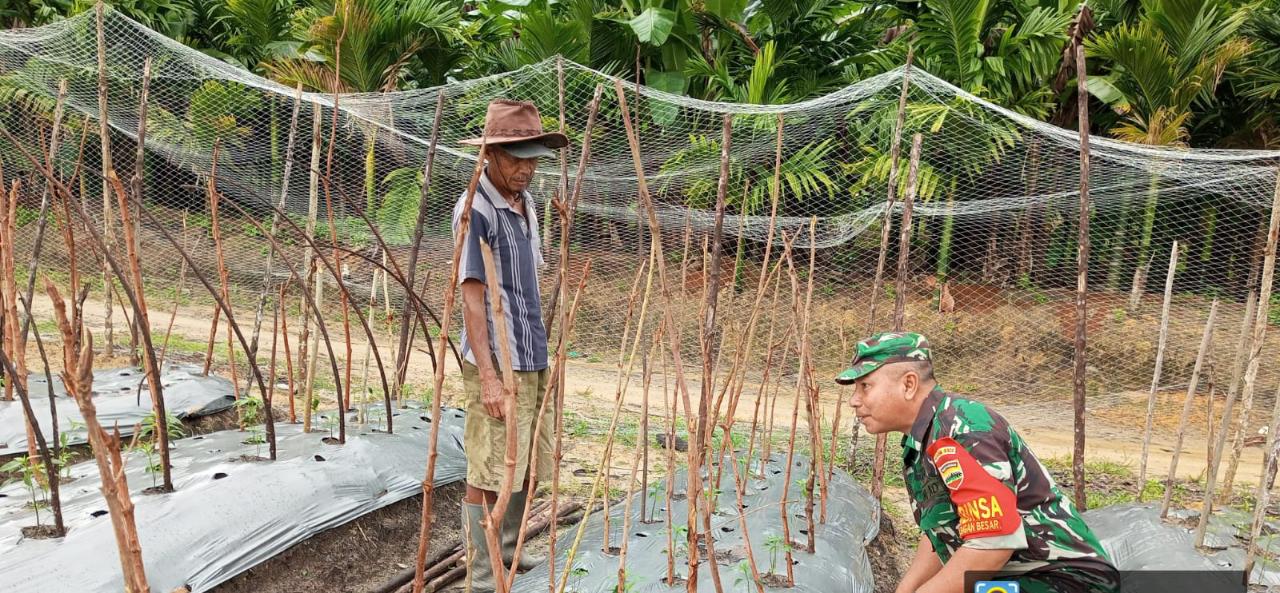 Serma Zul Efendi Dampingi Petani Cabe Keriting