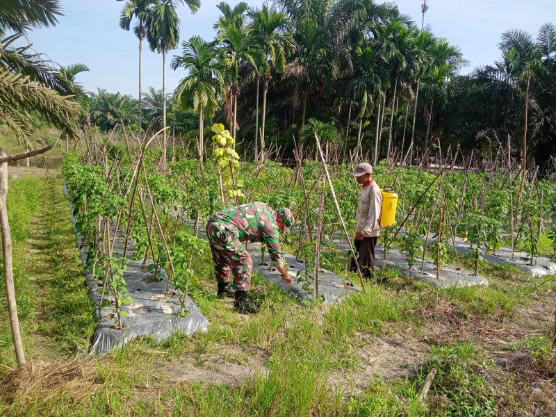 Sertu Sareh Bantu Petani Cabai Setan Cegah Hama