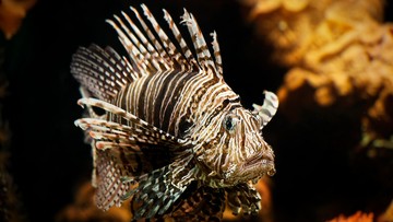 Mahasiswa UI Temukan Racun Duri Lionfish Jadi Obat