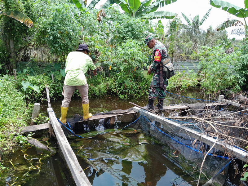 Babinsa Koramil-01 Dumai Bantu Warga Bukit Timah Optimalkan Budidaya Ikan Lele