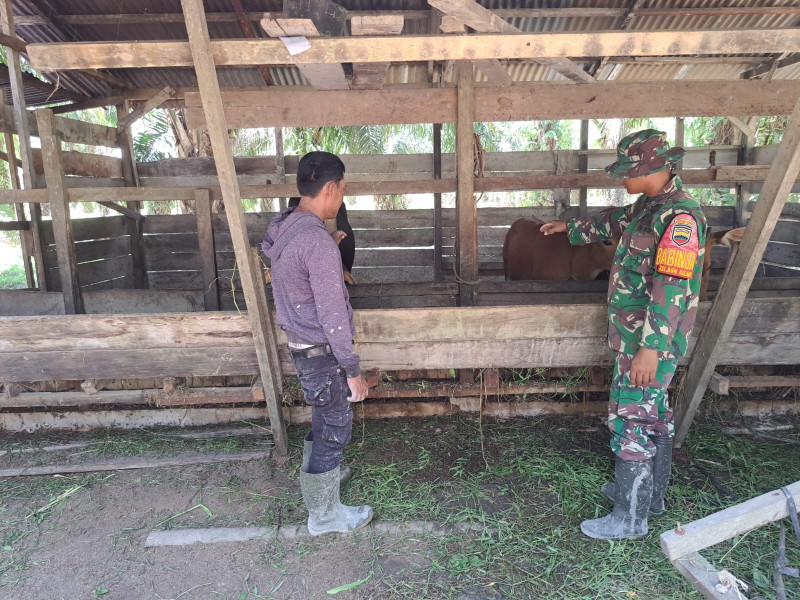 Edukasi Dari Serda Andri Widodo Kepada Masyarakat Guna Mengetahui Ciri-ciri PMK