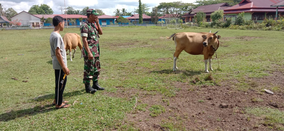 Giat Pencegahan Virus PMK Dilaksanakan Oleh Serda Edi Saputra