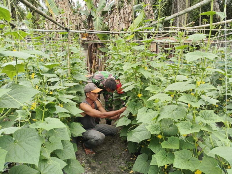 Babinsa Bukit Kayu Kapur Dampingi Petani