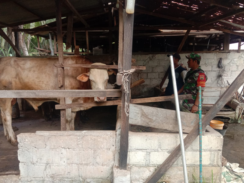 Sertu Jainal Arifin Lakukan Pengecekan Kesehatan Hewan Ternak