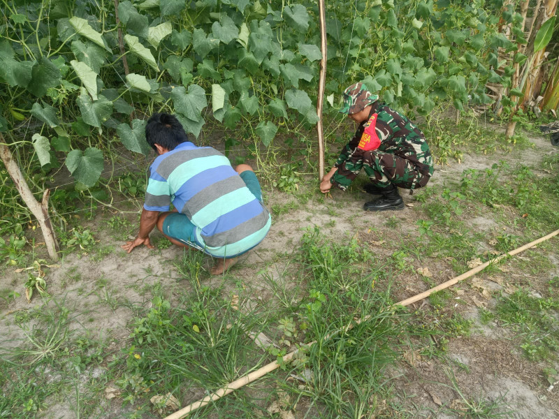 Babinsa Serda Boby Rahman Dampingi Petani Mentimun
