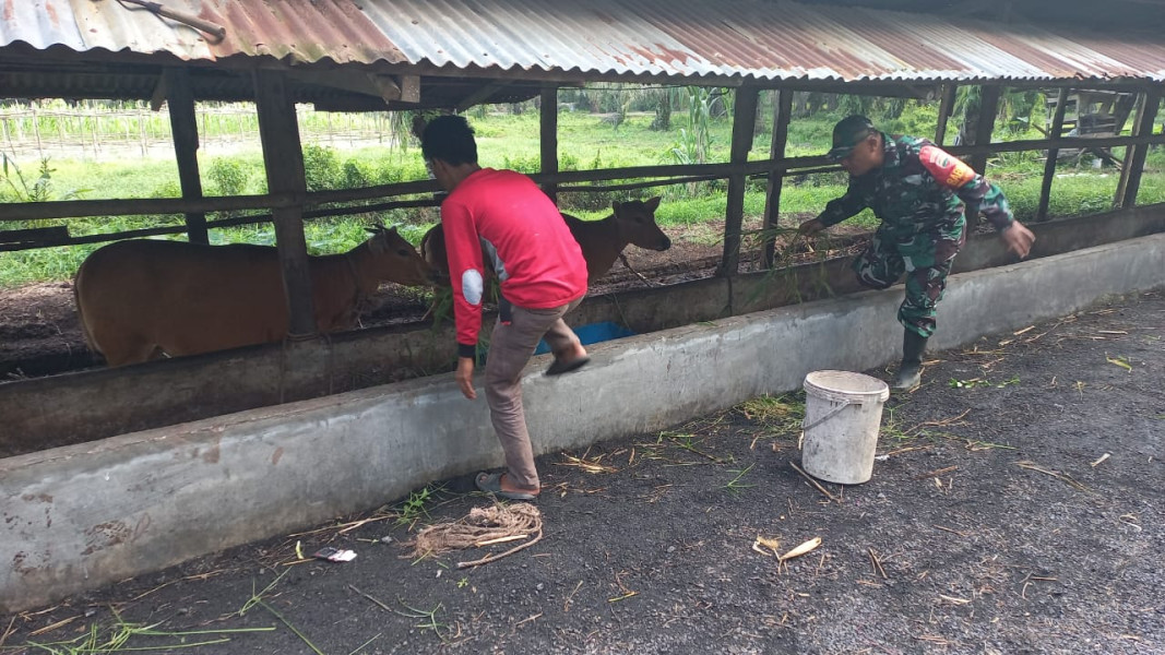 Pencegahan PMK Dilakukan Oleh Serda Roni Sandra