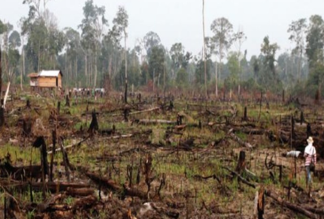 DPRD Kuansing Sorot Kinerja Tim Karlahut Terkait Perambahan Hutan Bukit Betabuh
