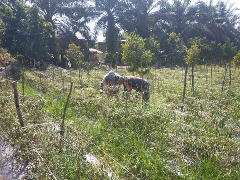Babinsa Sertu Arjuna Endar Lakukan Pendampingan Pertanian Cabe di Dumai Timur
