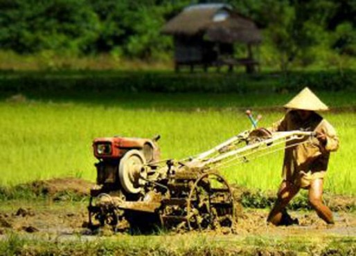 Daya Beli Petani di Riau Melemah