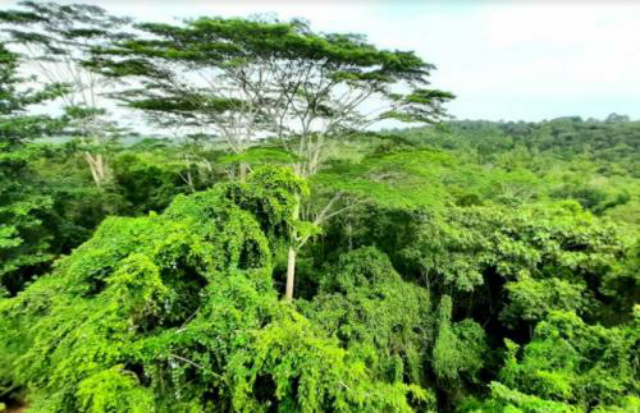 Hari Hutan Dunia, Setiap Tahun 10 Juta Hektare Hutan Dunia Hilang untuk Pembangunan