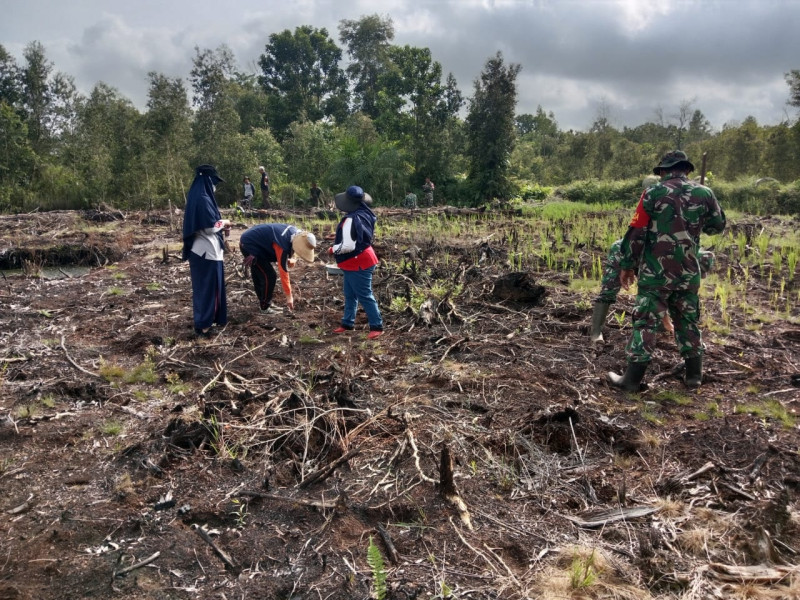Kodim 0320/Dumai Tanam Padi Gogo di Tiga Kecamatan, Upaya Jaga Ketahanan Pangan
