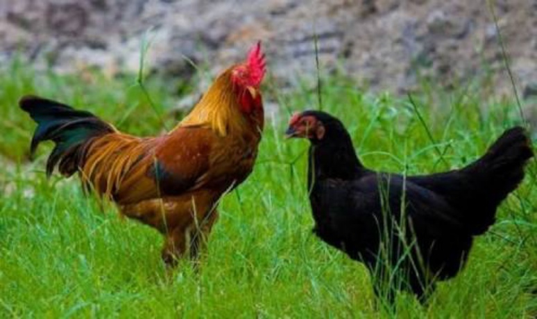 Ayam Kampung Alami Penurunan Harga