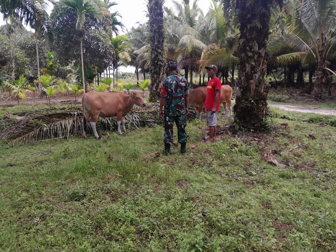 Pastikan Kesehatan Hewan Ternak, Sertu Aslim Lubis Sambangi Peternak