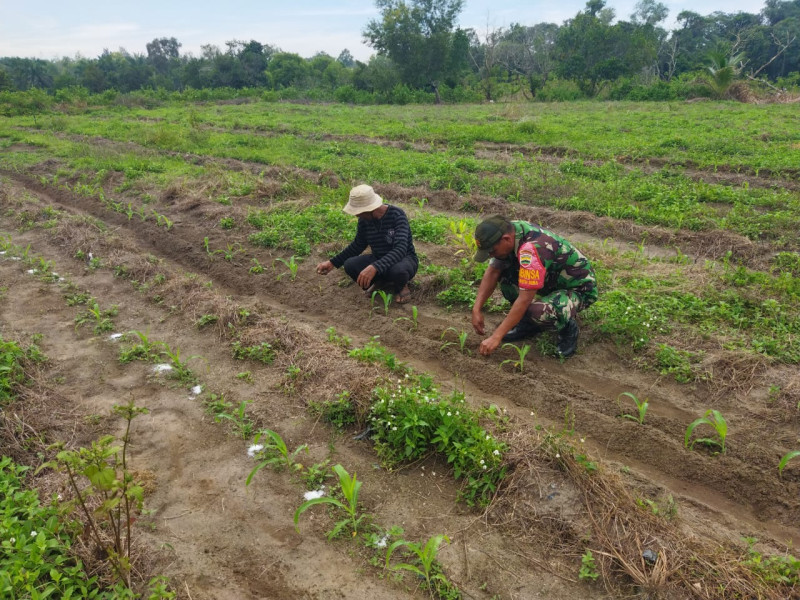 Babinsa Koramil 01/Dumai Dampingi Petani Jagung di Dumai Selatan