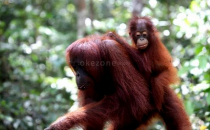 Pelaku Penembak Orangutan di Aceh Hanya Disanksi Kumandangkan Adzan