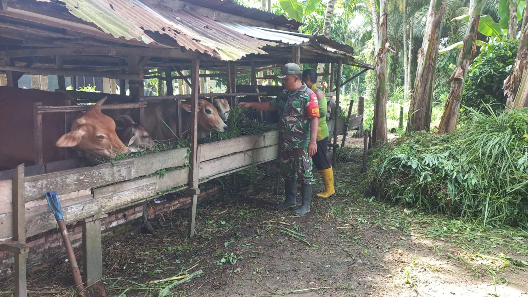 Serda Roni Sandra Pantau Hewan Ternak di Wilayah Binaannya