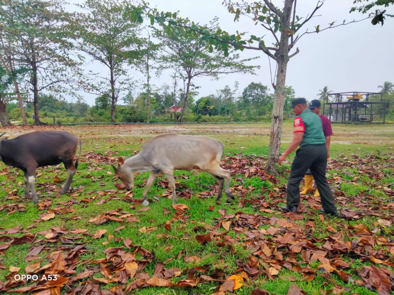 Pelaksanaan Cegah PMK Oleh Serda Ansari