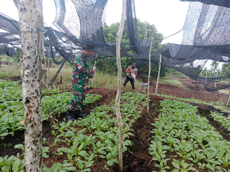 Sertu Mahyudin Bantu Petani Sawi