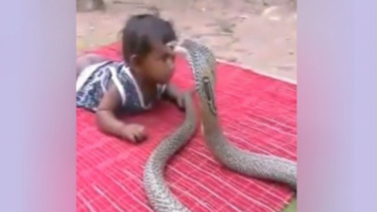 Parah, Balita Ini Dibiarkan Main dengan Ular Kobra