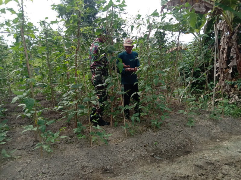 Serda Priyo Sudarmo Dampingi Petani Kacang Panjang